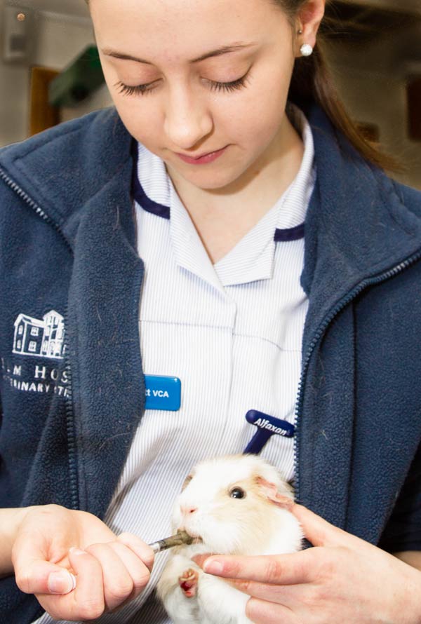 nurse treating a guinea pig