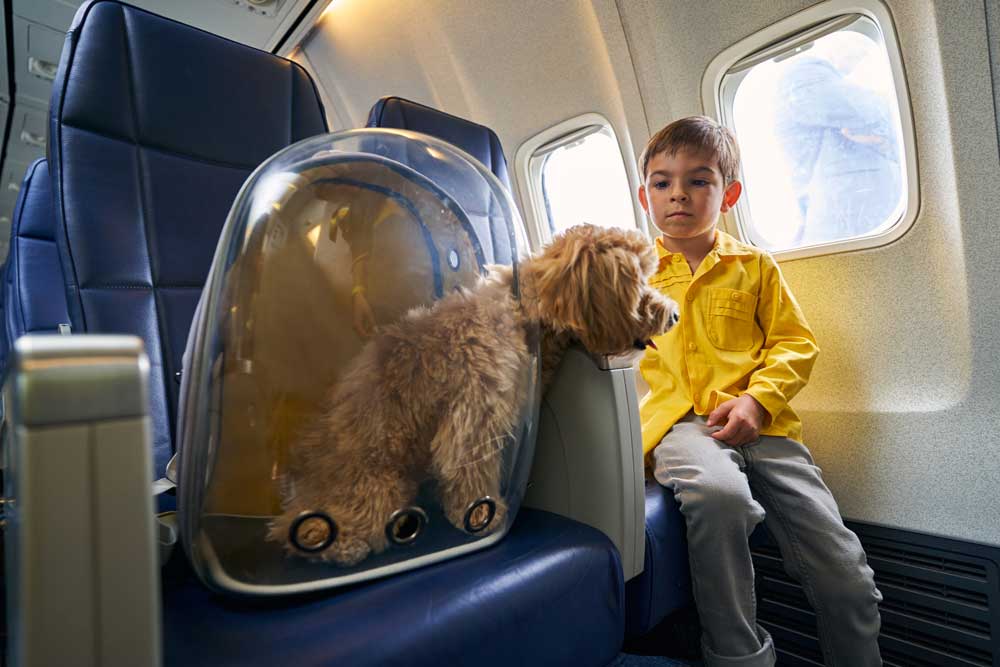 dog travelling on a plane in a pet carrier