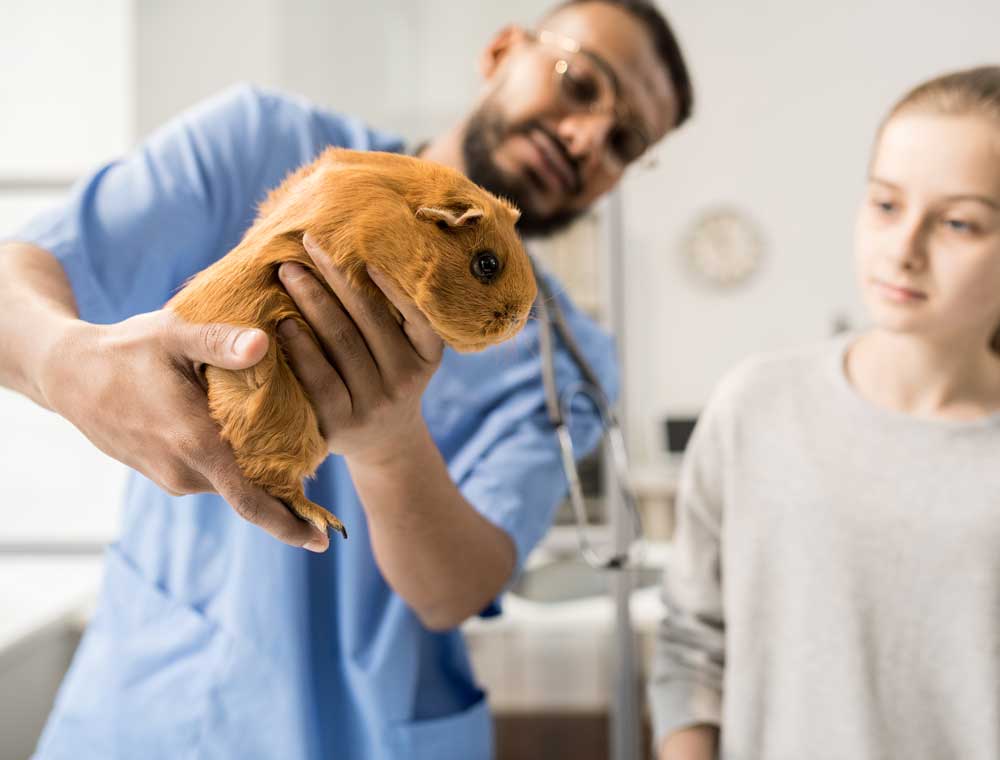 guinea pig getting examined by the vet