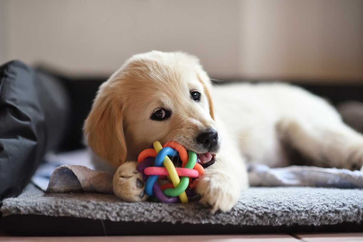 puppy playing with a ball